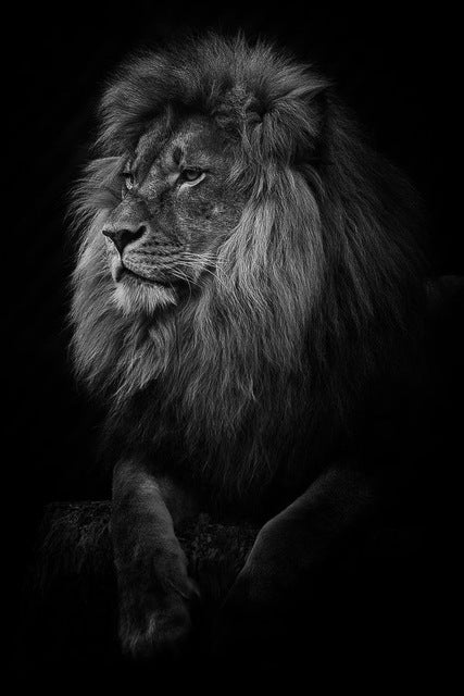 Lion In The Dark Art Poster And Print Animal Wall Art Decoration