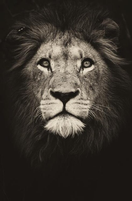 Lion In The Dark Art Poster And Print Animal Wall Art Decoration